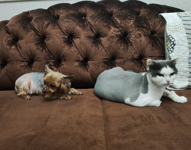 Котовторник! 16+ Коллеги-рабы, отмечаемся, у кого хозяину много лет!