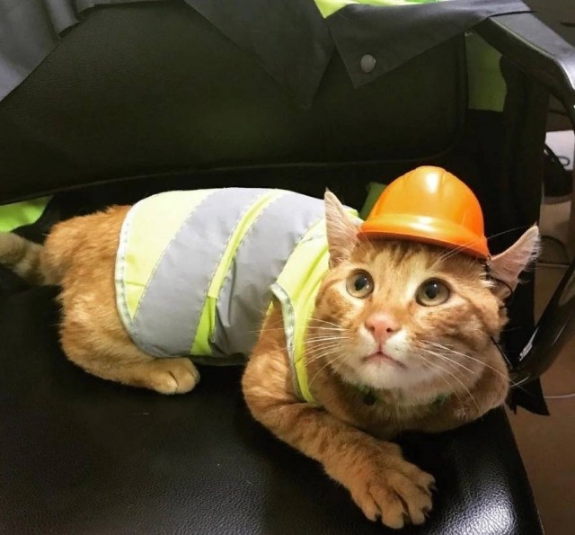 Коты на производстве