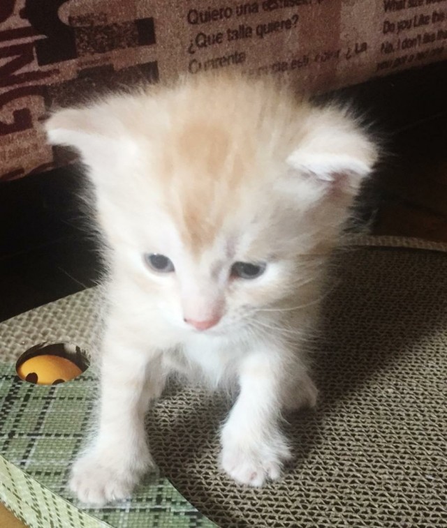 Котовторник. Моему мультяшке 1 год