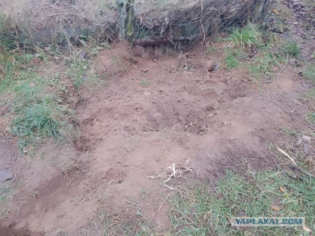Жизнь домашнего приюта для котеек 470
