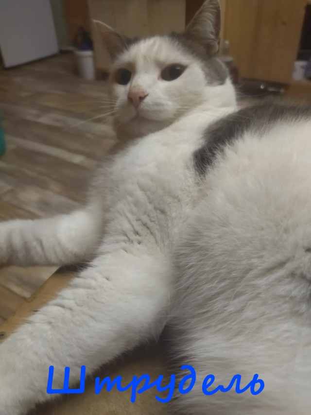 Жизнь домашнего приюта "Котоленд" 415