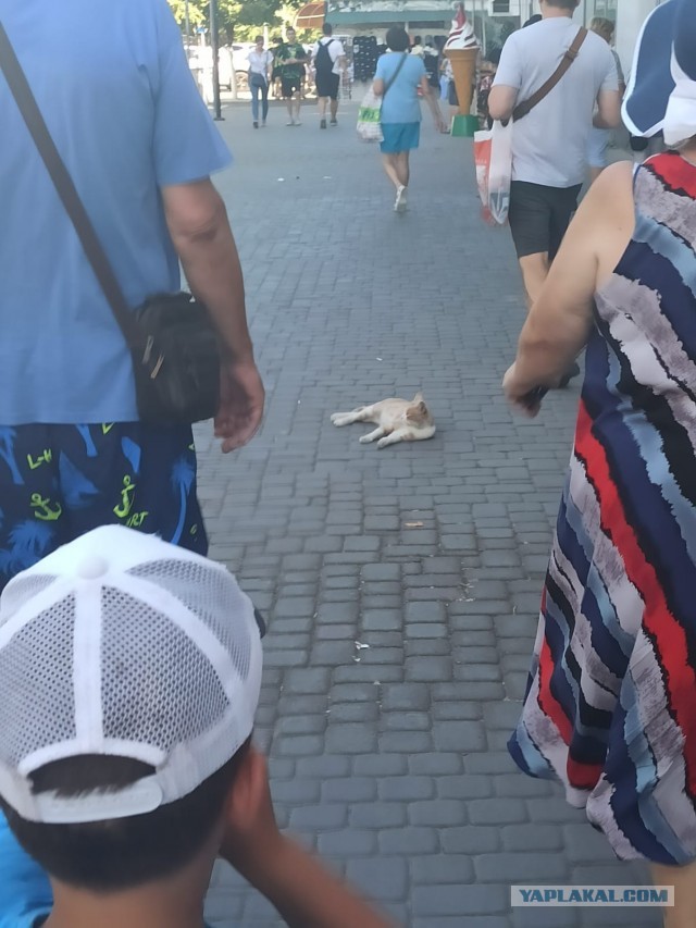 Жизнь домашнего приюта для котеек 472