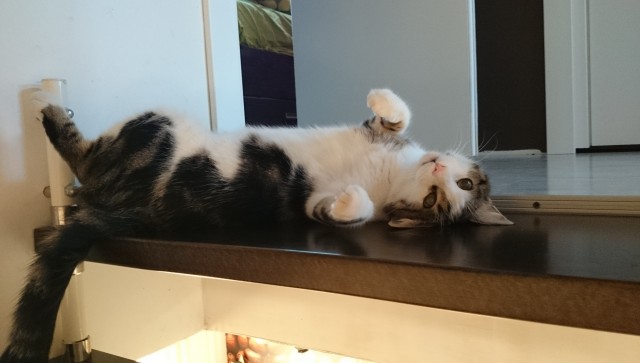 Это последний закат кота
