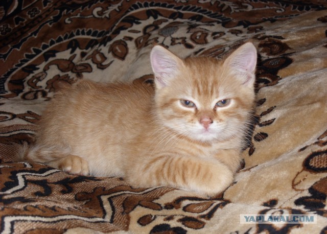 Котовторник 21.05.2013