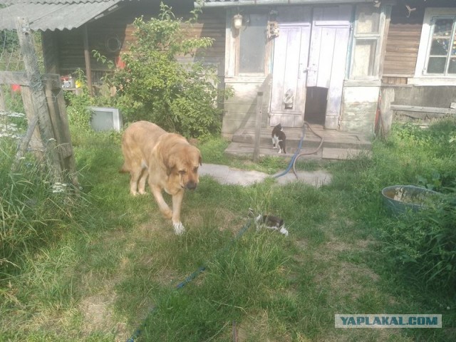 Жизнь домашнего приюта для котеек 504