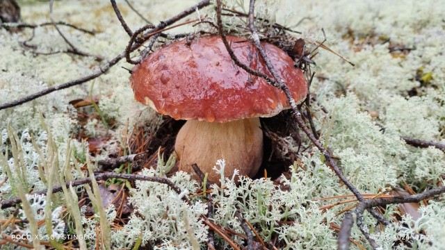 Лес, грибы и...