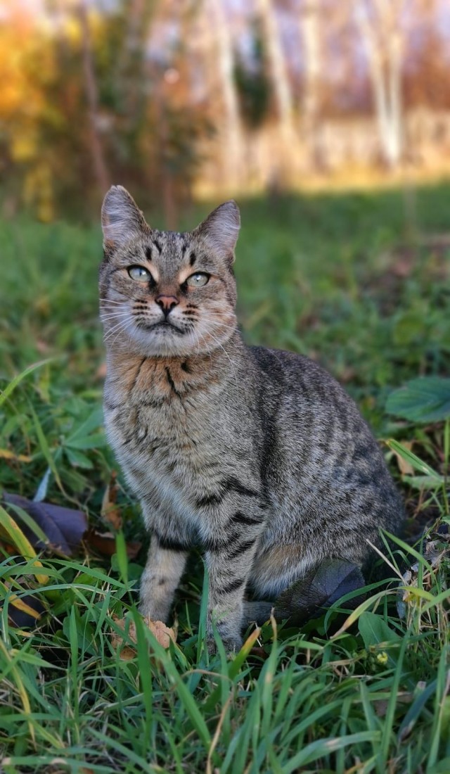 С Котовторником!