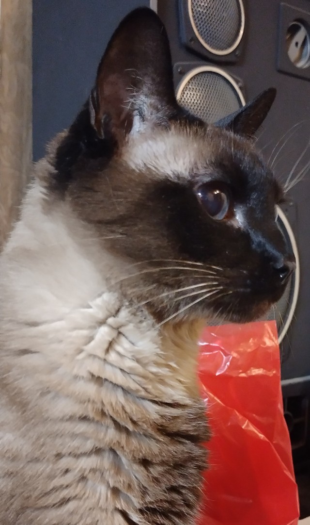 Котэ