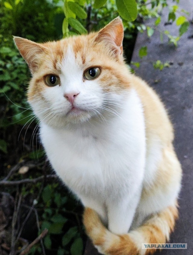 Вечерний шашлык