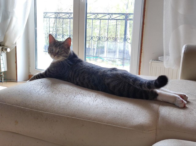 Это что, котовторник?