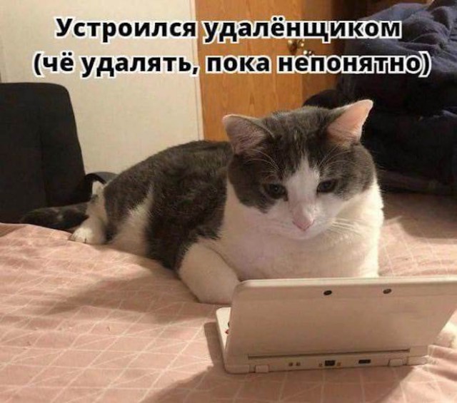 Смешные картинки с надписями и планы на лето 2025