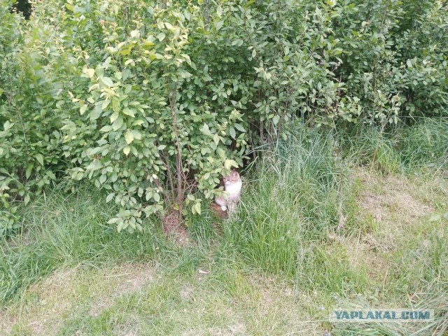 Жизнь домашнего приюта для котеек 546