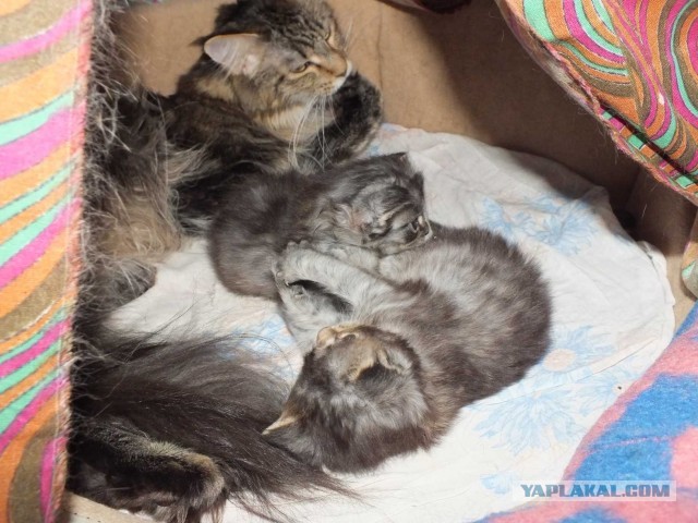 Котовторник 25.06.2013