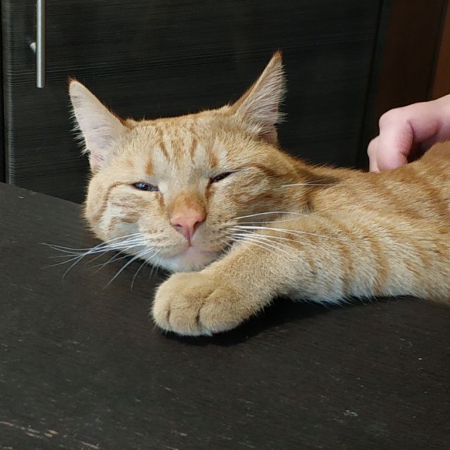 Принимайте в ряды которабов