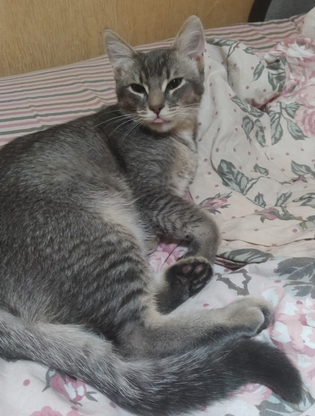 Котовторник