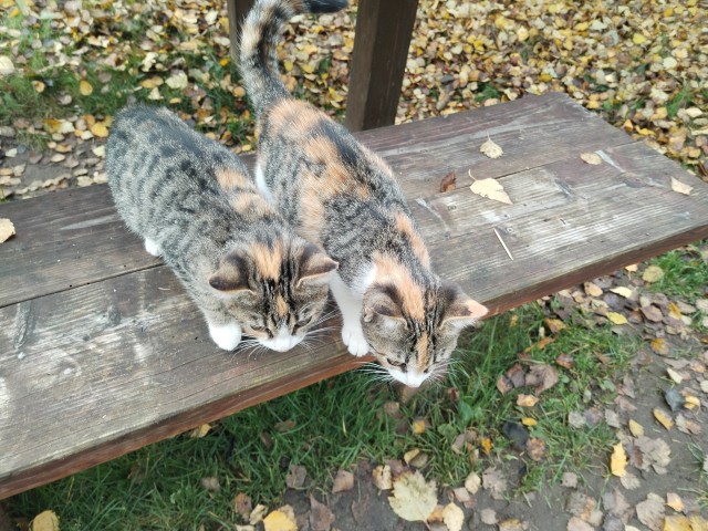 К-котовторник.