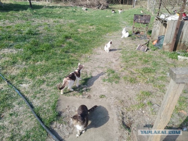 Жизнь домашнего приюта для котеек 577