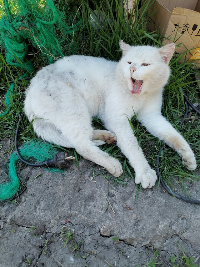 Котовторник