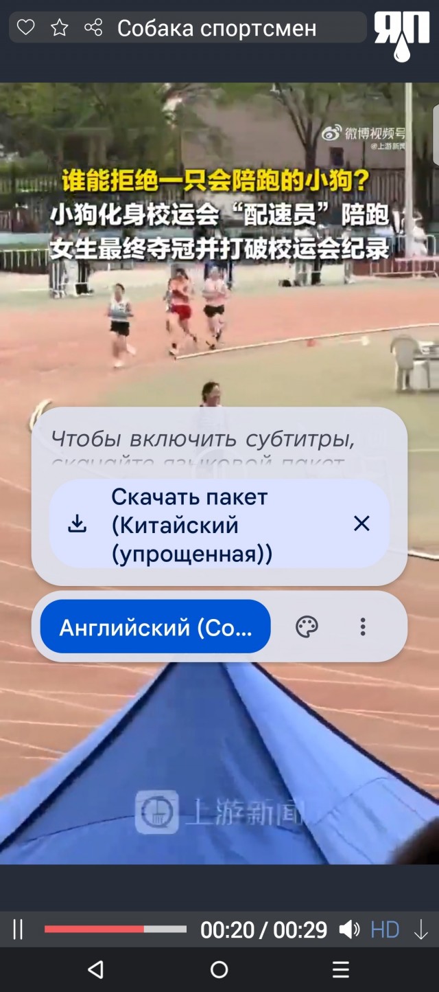 Бездомная собака присоединилась к забегу студентки, которая её подкармливает