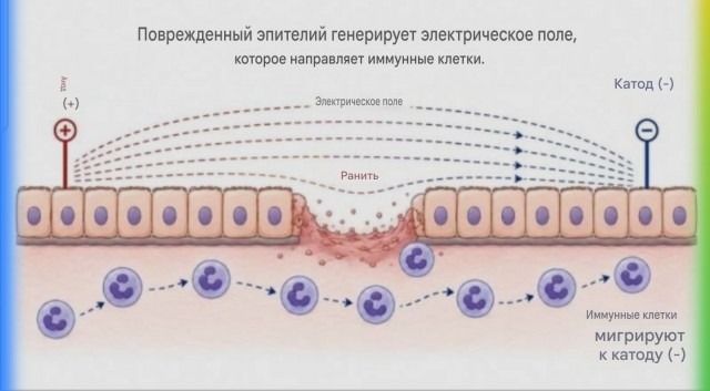 Открытие века: найден главный «датчик электричества» в теле человека