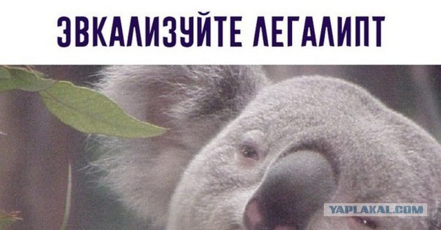 Москвич отдал более 300 тысяч рублей «девушке» с сайта знакомств, чтобы она не слила его интимки