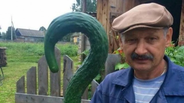 Классический урожай ЯПовца