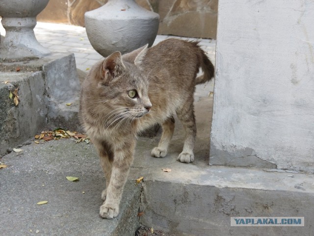 Коты Севастополя