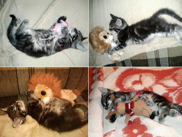 Котейка, который не знает как лежат котейки