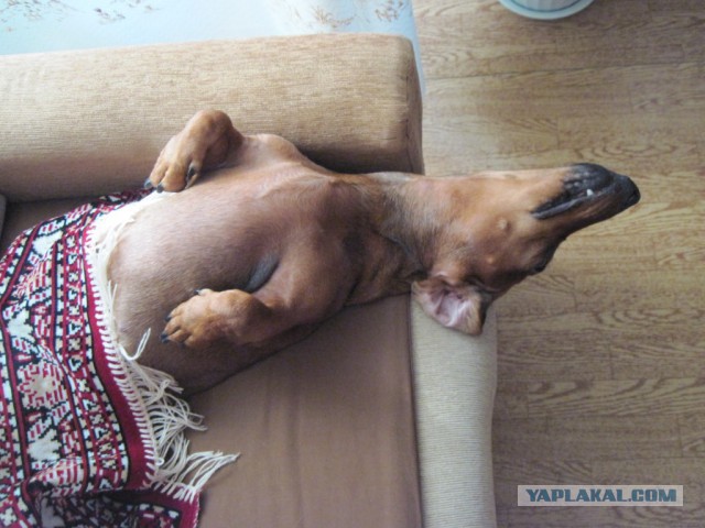 Собакочетверг на 02.01.2014