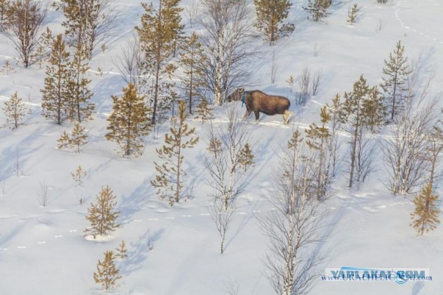 Югорская лосиха