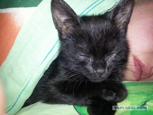Спасение котят.