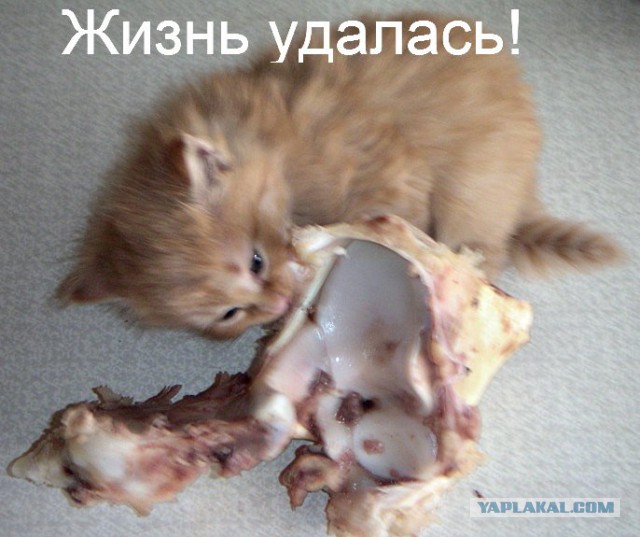 Котовторник 15.07.2014.