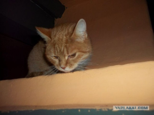 Жизнь домашнего приюта для котеек 42