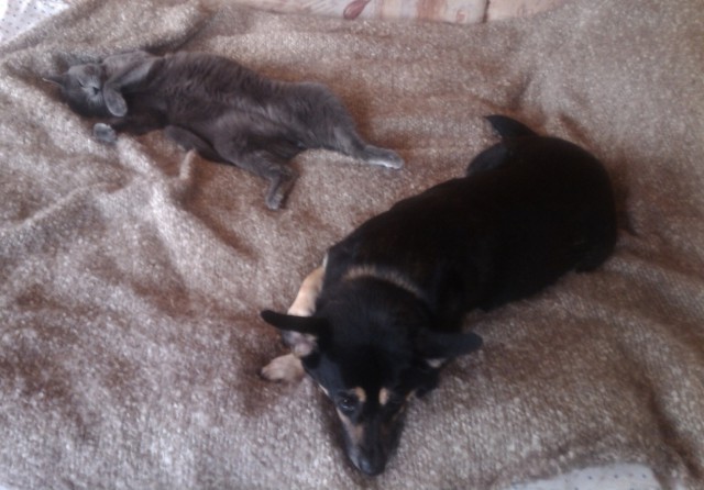 Котовторник 06.01.2015
