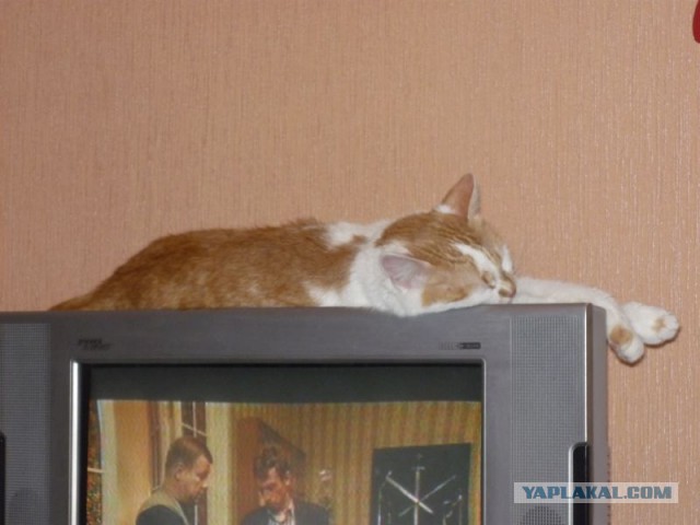 Котовторник 27.01.2015