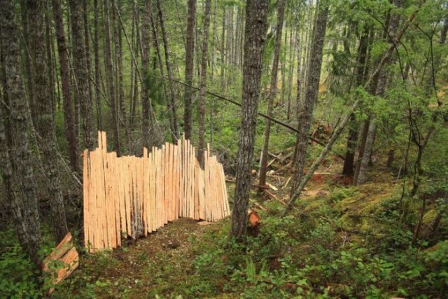 Рампа для триала в лесу