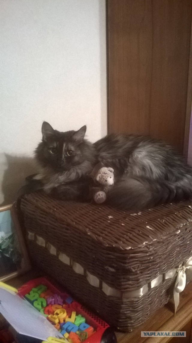 Котовторник
