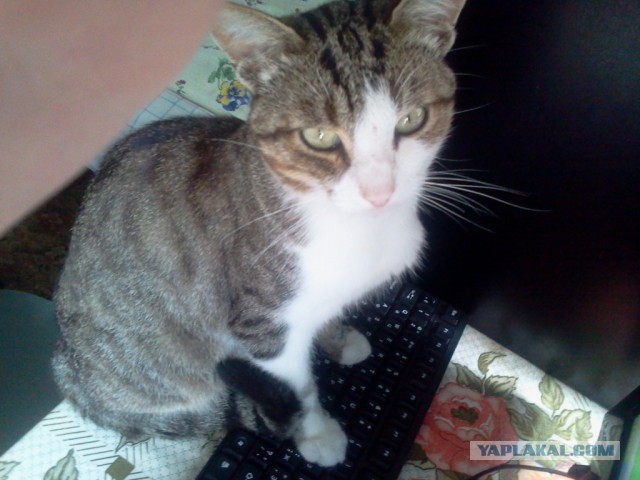 Котовторник 04.08.2015