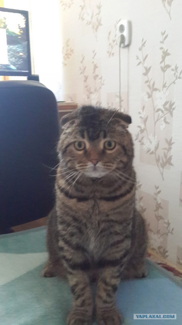Котовторник