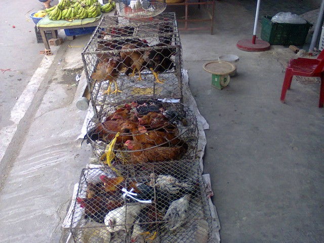 Việt Nam
