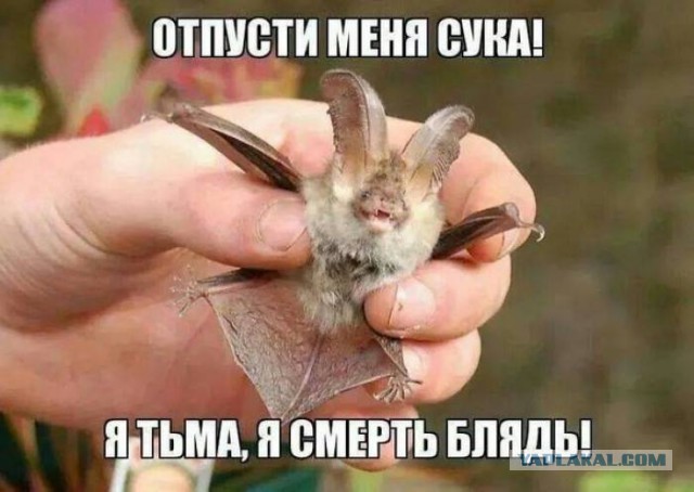 Смешные фотографии дикой природы