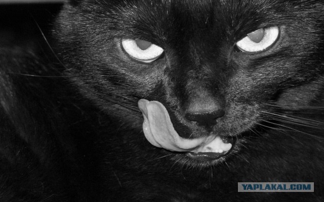 Кошки и другие