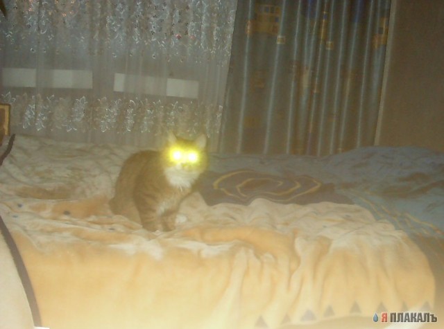 Коты, кошки, котята