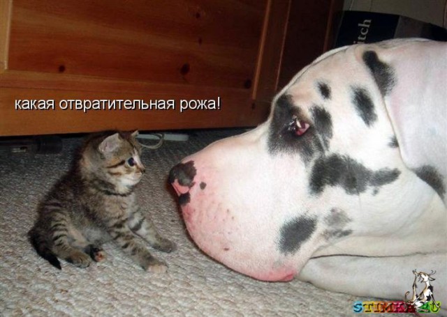 Весёлые картинки