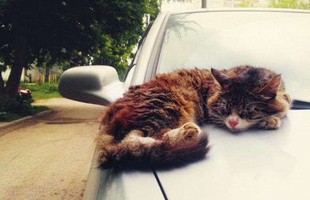 Котовторник 03.05.2016
