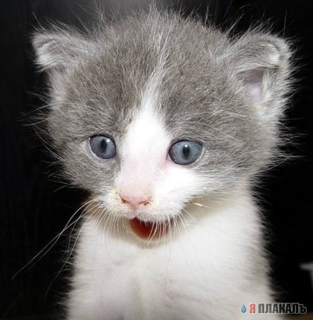 Коты, кошки, котята