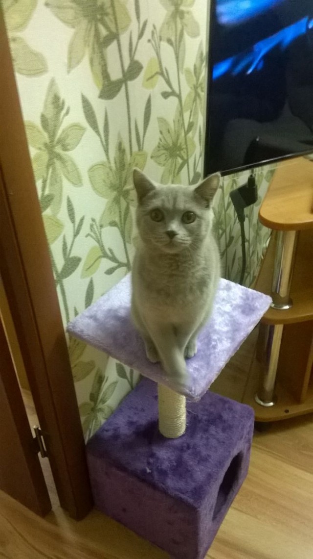 Котовторник 11.10.2016