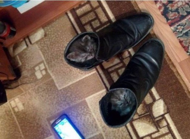 Коты из сети