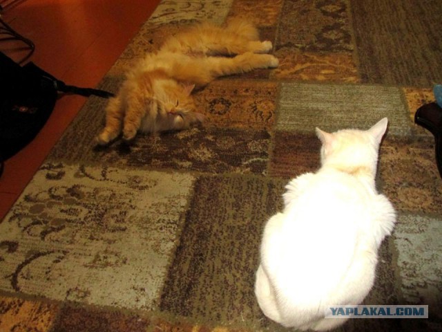 Котовторник 16.05.2017