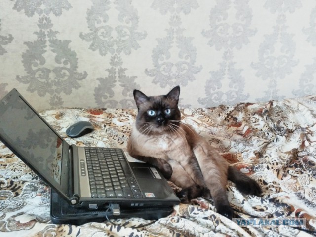Кот устроил треш